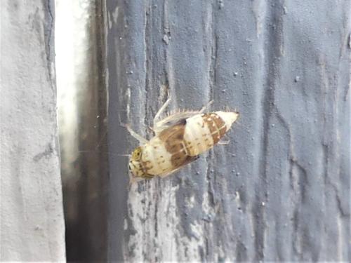 Réf. 304 589 : Euscelidius sp.